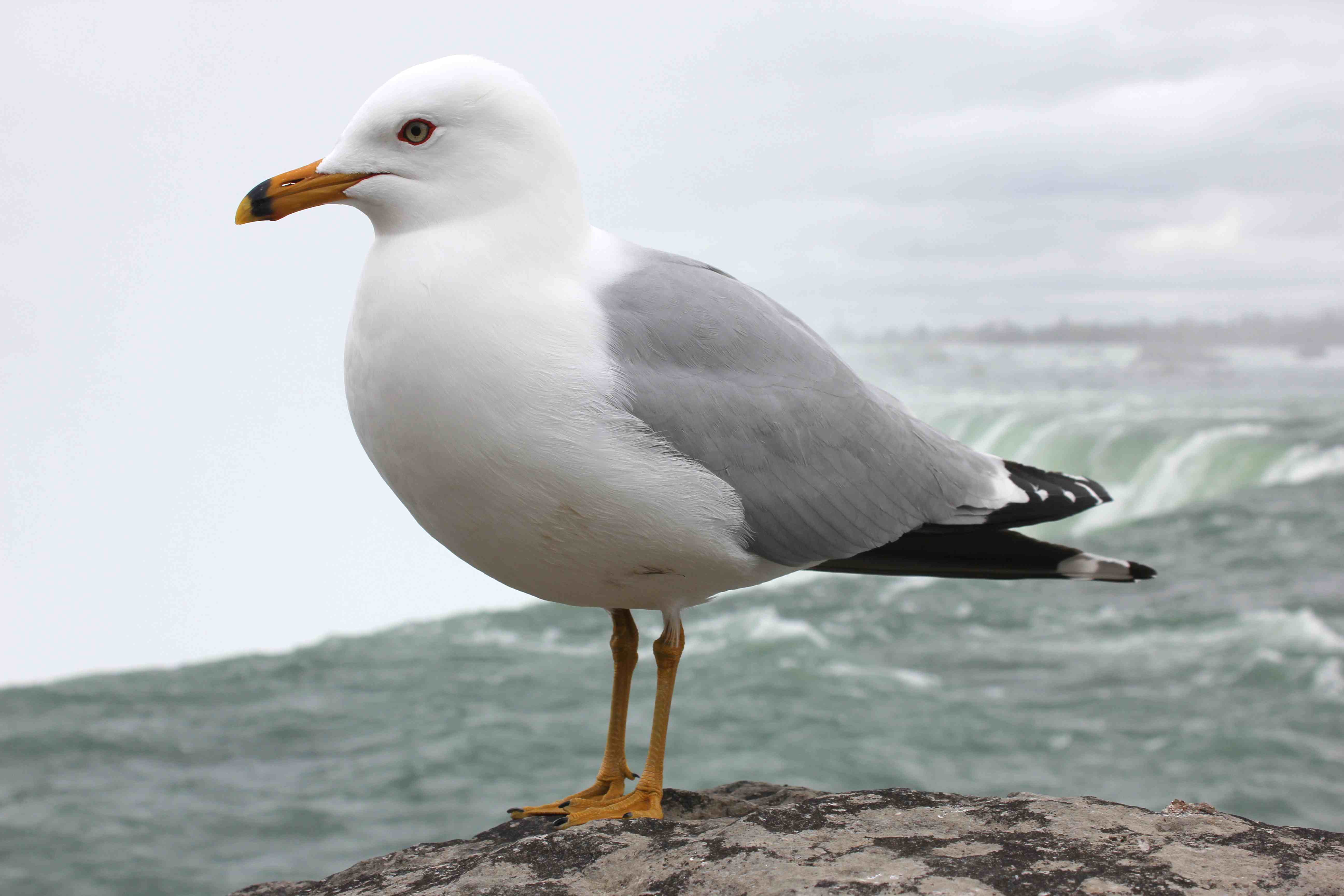 1 seagull per post | Rebrn.com
