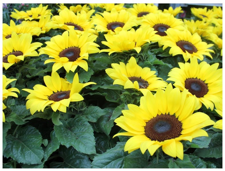 urban-garden-sunflower